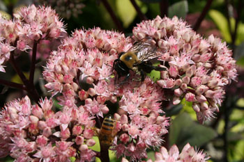 Sedum telephium